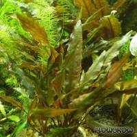 Cryptocoryne walkeri "legroi" - Legros Wasserkelch - Flowgrow Wasserpflanzen-Datenbank