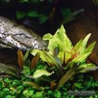 Cryptocoryne wendtii 'Green Gecko' - Flowgrow Wasserpflanzen-Datenbank