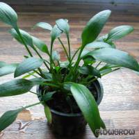 Cryptocoryne × willisii "nevillii" - Willis' Wasserkelch - Flowgrow Wasserpflanzen-Datenbank