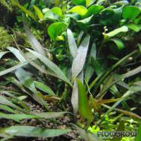Cryptocoryne × willisii "Pigmea" - Flowgrow Wasserpflanzen-Datenbank