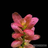 Cuphea anagalloidea - Flowgrow Wasserpflanzen-Datenbank