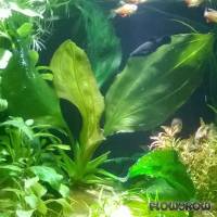 Echinodorus 'Apart' - Flowgrow Wasserpflanzen-Datenbank