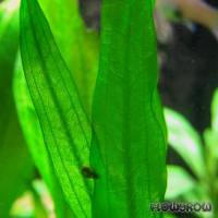 Echinodorus berteroi - Zellophan-Schwertpflanze - Flowgrow Wasserpflanzen-Datenbank