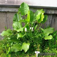 Echinodorus cordifolius - Herzblättrige Schwertpflanze - Flowgrow Wasserpflanzen-Datenbank
