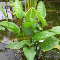 Echinodorus cordifolius ''ovalis'' - Ovalblättrige Schwertpflanze - Flowgrow Wasserpflanzen-Datenbank