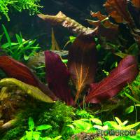 Echinodorus 'Dark Beauty' - Flowgrow Wasserpflanzen-Datenbank