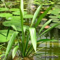 Echinodorus decumbens - Niederliegende Schwertpflanze - Flowgrow Wasserpflanzen-Datenbank
