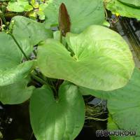 Echinodorus floribundus - Reichblütige Schwertpflanze - Flowgrow Wasserpflanzen-Datenbank
