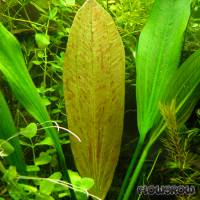 Echinodorus grandiflorus - Großblütige Schwertpflanze - Flowgrow Wasserpflanzen-Datenbank