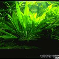 Echinodorus grisebachii 'Parviflorus' - Schwarze Amazonas-Schwertpflanze - Flowgrow Wasserpflanzen-Datenbank