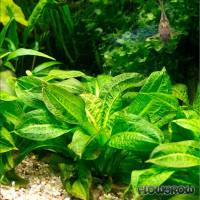 Echinodorus grisebachii 'Tropica' - Samolus-Schwertpflanze - Flowgrow Wasserpflanzen-Datenbank