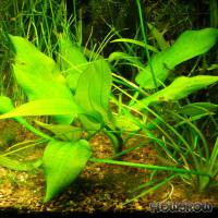 Echinodorus × maculatus - Gefleckte Schwertpflanze - Flowgrow Wasserpflanzen-Datenbank