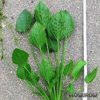 Echinodorus palifolius - Steifblättriger Froschlöffel - Flowgrow Wasserpflanzen-Datenbank