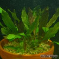 Echinodorus 'Rainers Kitty' - Flowgrow Wasserpflanzen-Datenbank