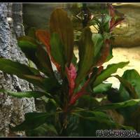 Echinodorus 'Red Special' - Flowgrow Wasserpflanzen-Datenbank