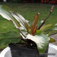 Echinodorus 'Regine Hildebrandt' - Flowgrow Wasserpflanzen-Datenbank