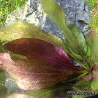 Echinodorus 'Sankt Elmsfeuer' - Flowgrow Wasserpflanzen-Datenbank
