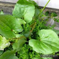 Echinodorus sp. "macrophyllus" - Großblättrige Schwertpflanze - Flowgrow Wasserpflanzen-Datenbank