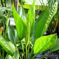 Echinodorus subalatus - Geflügelte Schwertpflanze - Flowgrow Wasserpflanzen-Datenbank