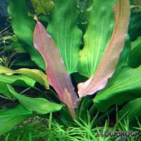 Echinodorus 'Tricolor' - Flowgrow Wasserpflanzen-Datenbank