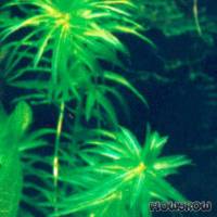 Egeria densa - Dichtblättrige Wasserpest - Flowgrow Wasserpflanzen-Datenbank