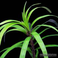 Eichhornia diversifolia - Verschiedenblättrige Eichhornie - Flowgrow Wasserpflanzen-Datenbank
