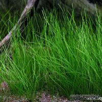 Eleocharis acicularis - Nadelsimse - Flowgrow Wasserpflanzen-Datenbank