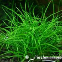 Eleocharis pusilla ("E. parvula") - Zwergnadelsimse - Flowgrow Wasserpflanzen-Datenbank