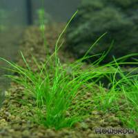 Eleocharis sp. "Mini" - Mini-Nadelsimse - Flowgrow Wasserpflanzen-Datenbank