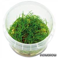 Eleocharis sp. "Minima" - Minima-Nadelsimse - Flowgrow Wasserpflanzen-Datenbank