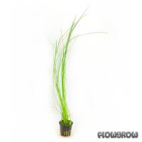 Eleocharis sp. "montevidensis" - Riesen-Nadelsimse - Flowgrow Wasserpflanzen-Datenbank