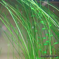 Eleocharis sp. "Xingu" - Riesen-Nadelsimse - Flowgrow Wasserpflanzen-Datenbank