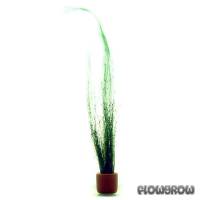 Eleocharis vivipara - Regenschirmpflanze - Flowgrow Wasserpflanzen-Datenbank
