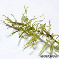 Elodea nuttallii - Nuttalls Wasserpest - Flowgrow Wasserpflanzen-Datenbank