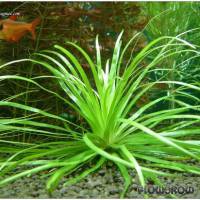 Eriocaulon sp. "Goiás" - Flowgrow Wasserpflanzen-Datenbank