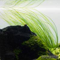 Eriocaulon sp. "Japan Needle Leaf" - Flowgrow Wasserpflanzen-Datenbank