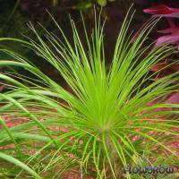 Eriocaulon sp. "Mato Grosso" - Flowgrow Wasserpflanzen-Datenbank