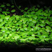Glossostigma elatinoides - Australisches Zungenblatt - Flowgrow Wasserpflanzen-Datenbank