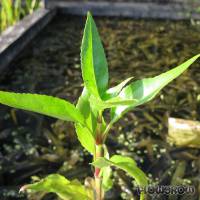 Gymnocoronis spilanthoides - Falscher Wasserfreund - Flowgrow Wasserpflanzen-Datenbank
