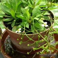 Helanthium bolivianum - Bolivianische Zwergschwertpflanze - Flowgrow Wasserpflanzen-Datenbank