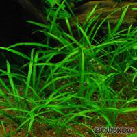 Helanthium sp. "Longifolius" - Langblättrige Zwerg-Schwertpflanze - Flowgrow Wasserpflanzen-Datenbank