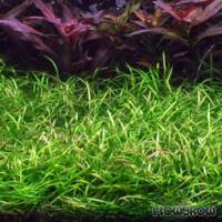 Helanthium tenellum - Grasartige Zwergschwertpflanze - Flowgrow Wasserpflanzen-Datenbank