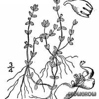 Hemianthus micranthemoides - Nuttall's mudflower - Flowgrow Wasserpflanzen-Datenbank