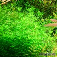 Hemianthus sp. "Amano Pearl Grass" - Smaragd-Perlenkraut - Flowgrow Wasserpflanzen-Datenbank