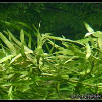 Heteranthera dubia - Zweifelhaftes Trugkölbchen - Flowgrow Wasserpflanzen-Datenbank