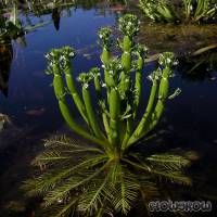 Hottonia inflata - Amerikanische Wasserfeder - Flowgrow Wasserpflanzen-Datenbank