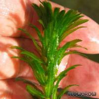 Hydrilla verticillata - Grundnessel - Flowgrow Wasserpflanzen-Datenbank