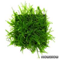 Hydropogonella gymnostoma - Queen moss - Flowgrow Wasserpflanzen-Datenbank