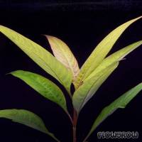 Hygrophila corymbosa "Siamensis" - Thailändischer Wasserfreund - Flowgrow Wasserpflanzen-Datenbank