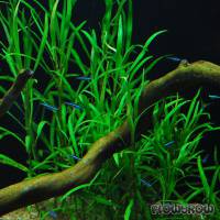 Hygrophila costata - Guyanischer Wasserfreund - Flowgrow Wasserpflanzen-Datenbank